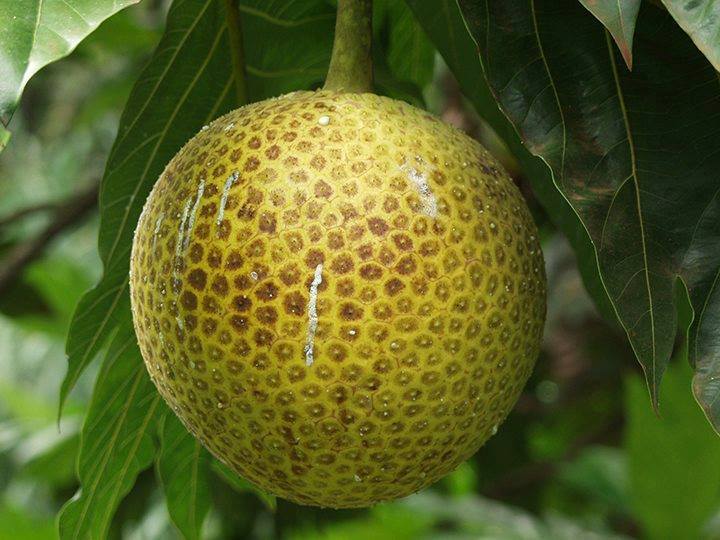 Lam veritab/ Breadfruit